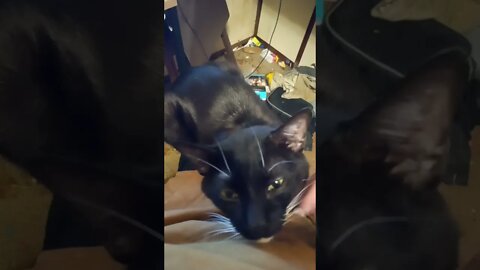 kitty lap sits #shorts #shortsvideo #shortsfeed