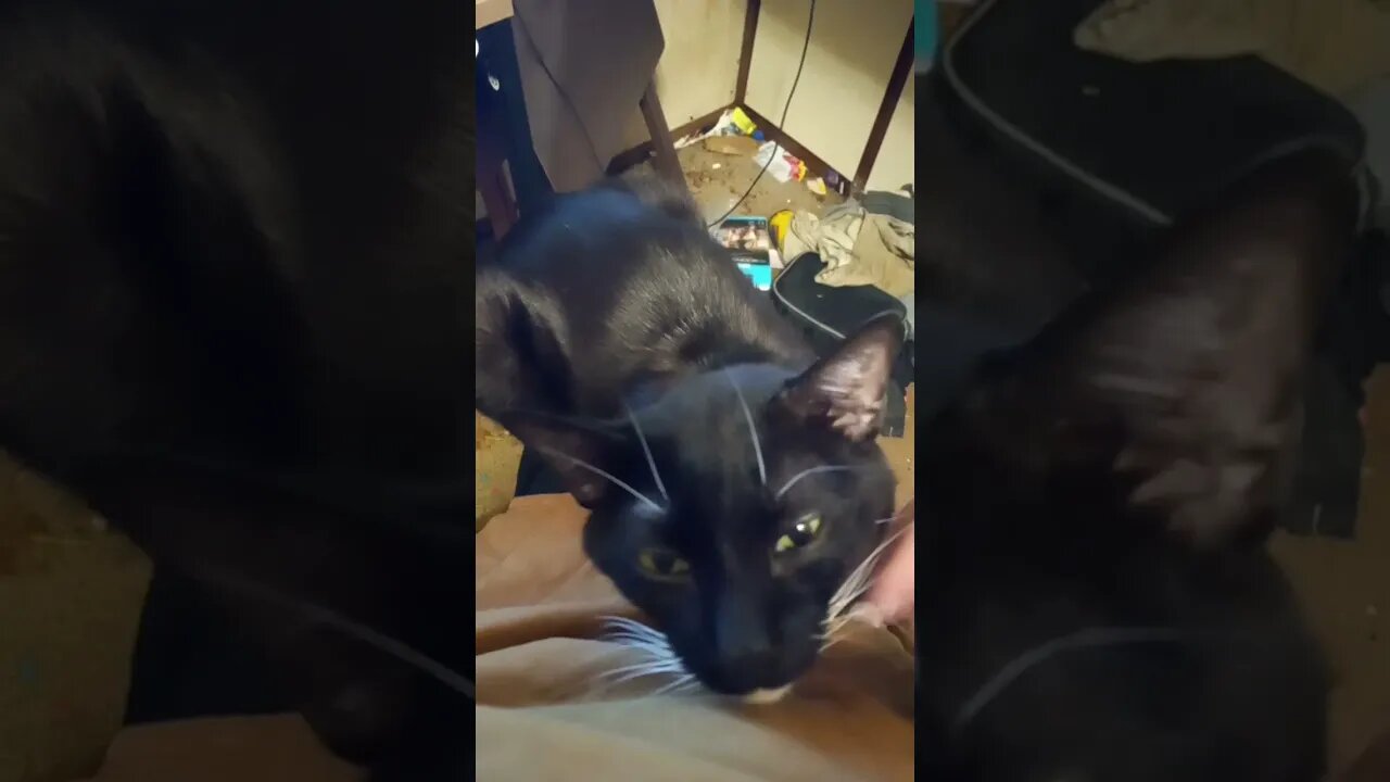 kitty lap sits #shorts #shortsvideo #shortsfeed