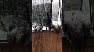 Guinea fowl keets sit on window sill