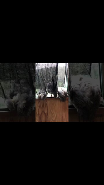 Guinea fowl keets sit on window sill