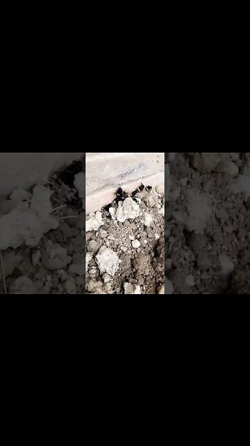 GIANT bees!!!!🐝🐝 #pets #bees #epic