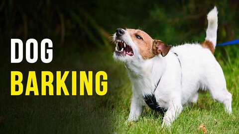 Top 10 dog barking Compilation / Dog barking sound Funny