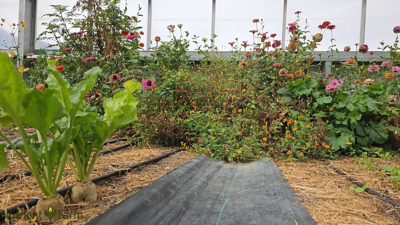 20241019 Organic Beets and Flowers