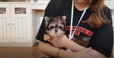 ❤️Cute Terrier Video❤️_ Puppy lover😍