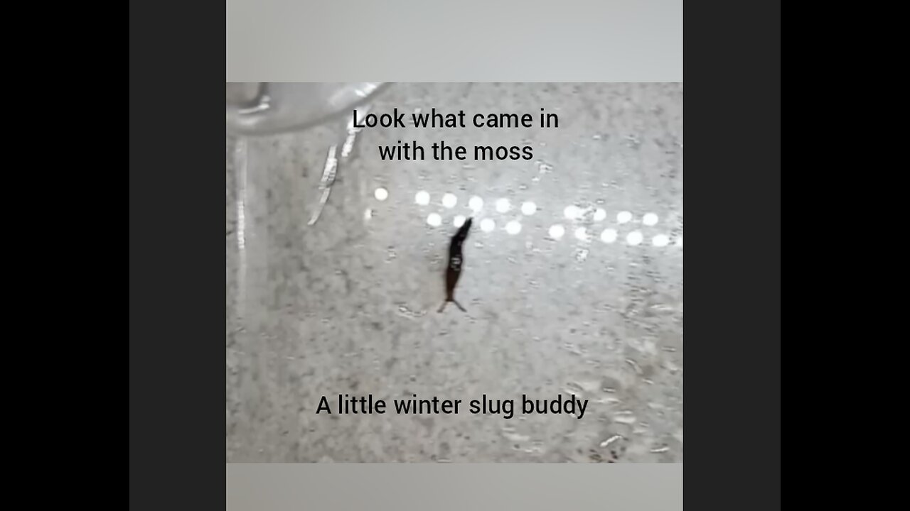 A little winter slug