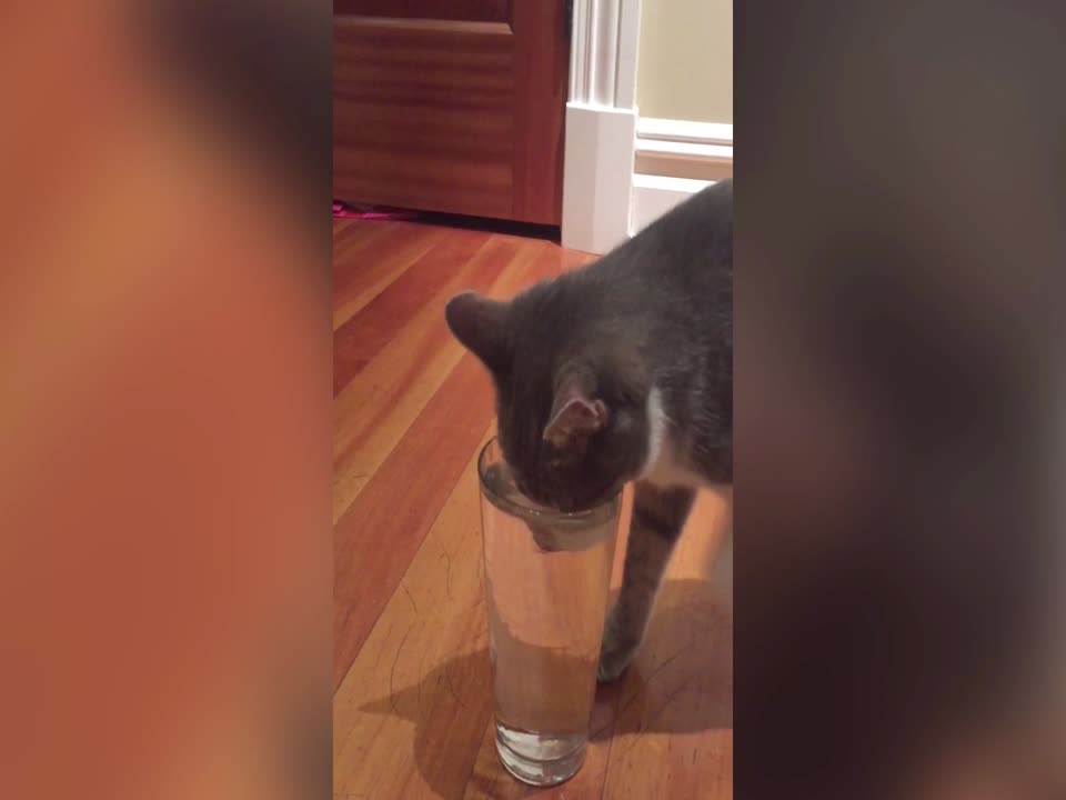 Cute Cat can't Figure out how to Drink from a Cup