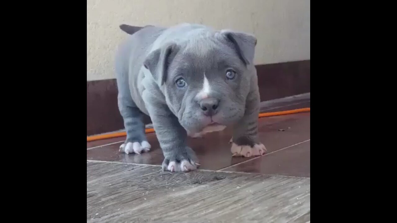 Enjoy the wonderful movements of this puppy