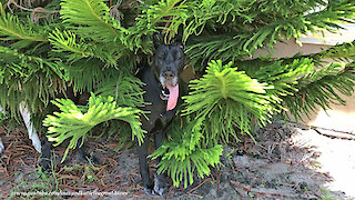 Playful Great Danes Play Peak A Boo