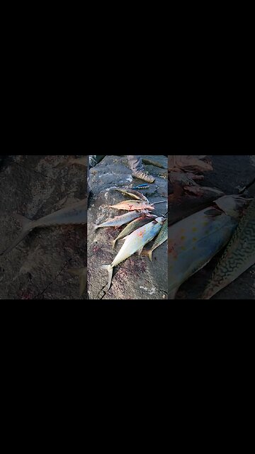 Largest Spanish Mackerel we have seen in 20 years!!!