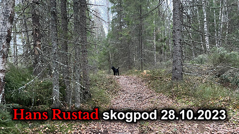 Skogpod 28. oktober 2023