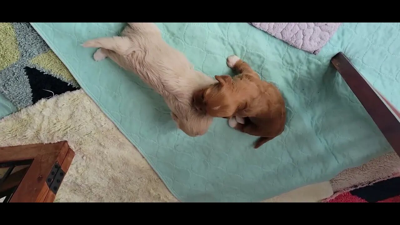 'W' Litter -1 day shy of 3 wks old(3)