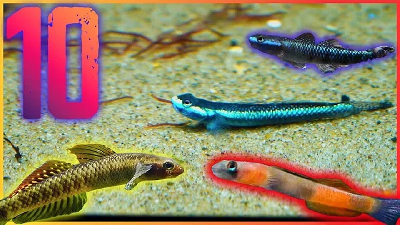 Ten Freshwater Goby Fish You Should Keep in Your Aquarium