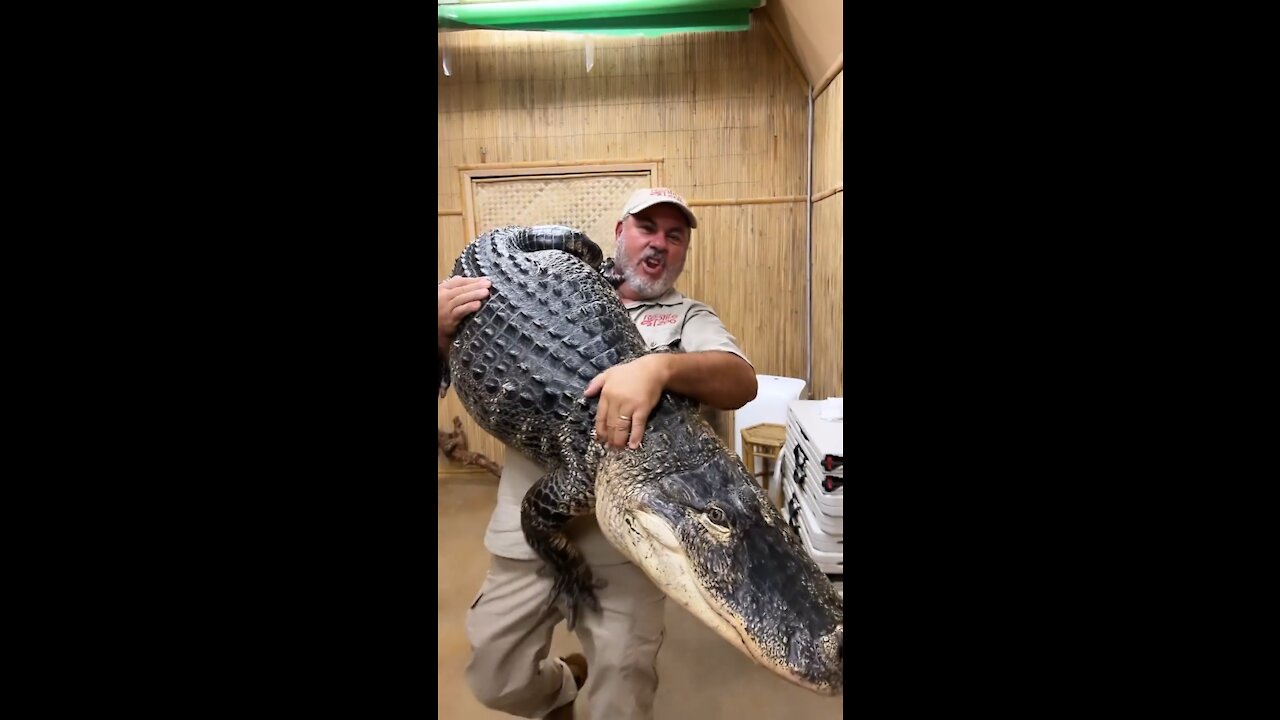 Man holding big alligator