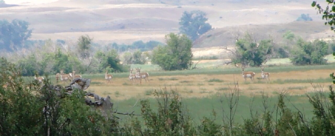 (Failed) Front Yard Pronghorn Stalk (Sort of)