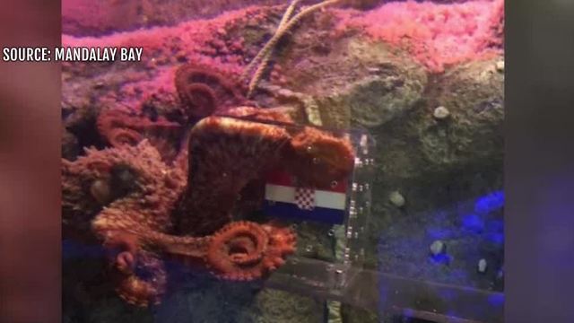 Las Vegas octopus picks Croatia for World Cup