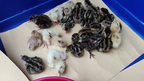 Coturnix Quail Hatching