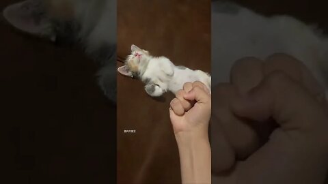 一只熟睡的小猫，仿佛有了屏障网#萌宠 #记录猫咪日常 #猫 #猫咪的迷惑行为 #喵星人 #shorts