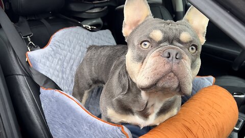Dog Car Seat for Dogs Under 30 lbs Premium Dog Booster Seat Travel Bed Dog Pillow & Waterproof Pad