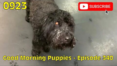 [0923] GOOD MORNING PUPPIES - EPISODE 340 [#dogs #doggos #doggos #puppies #dogdaycare]