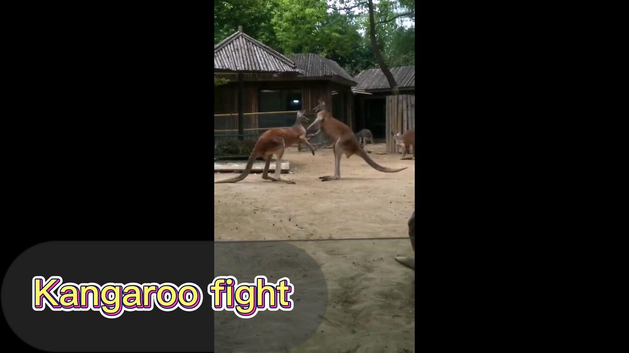 Funny two kangaroos fighting