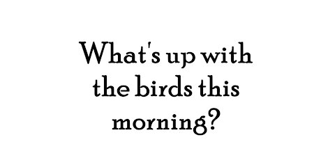 What's up with the birds this morning?