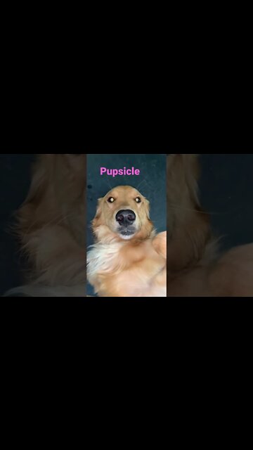 [Shorts 0133] PUPSICLE [#dogs #doggos #doggies #puppies #dogdaycare]