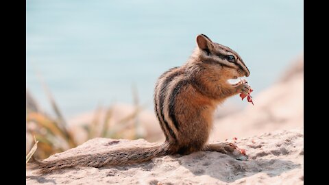 SQUIRREL Cute VERY nice