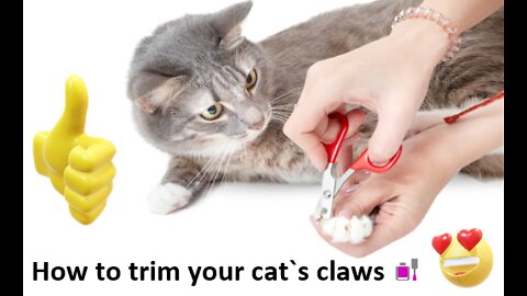 How to trim your cat`s claws 💅