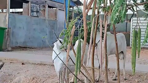 The monkey playing with goats