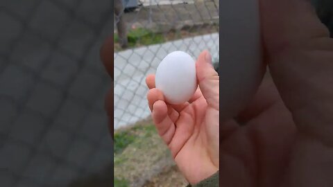 Can I throw an egg across my yard, and it not break? It's possibly a very expensive video.