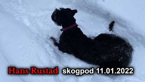 Skogpod 11. januar, 2022: Historien gjentar seg