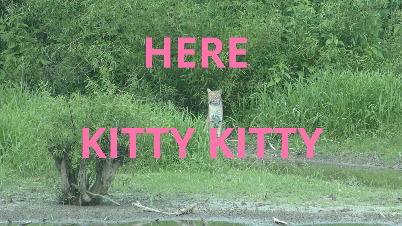 HERE KITTY KITTY