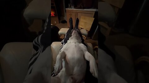 #frenchbulldog