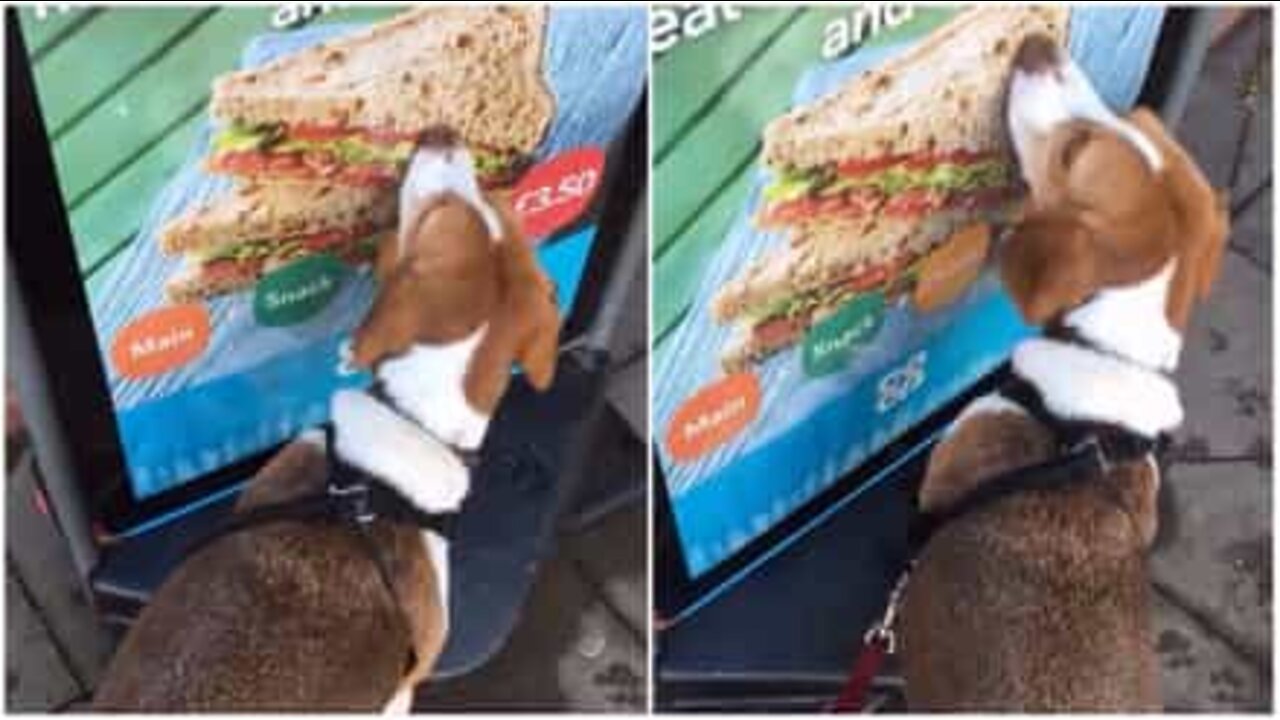 Cane tenta di mangiare il panino del cartellone pubblicitario