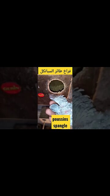 فراخ طائر السبانكل