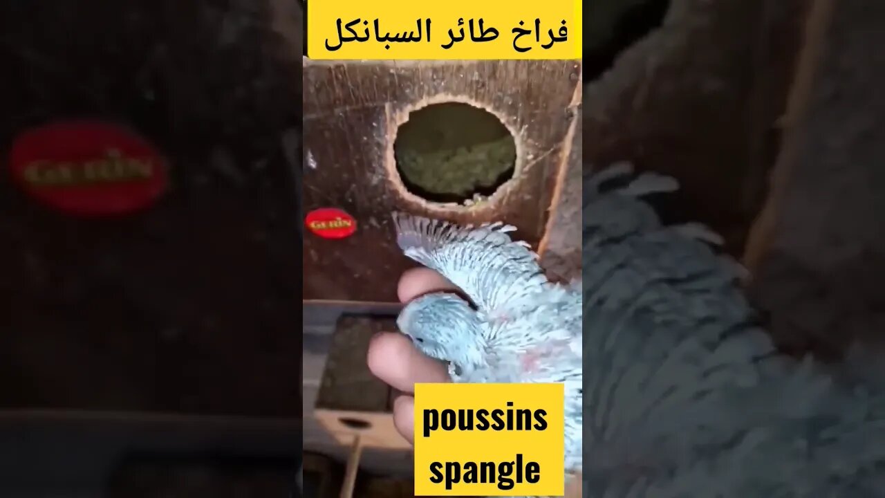 فراخ طائر السبانكل