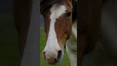 Icelandic Horse Saying Hello #shorts #short