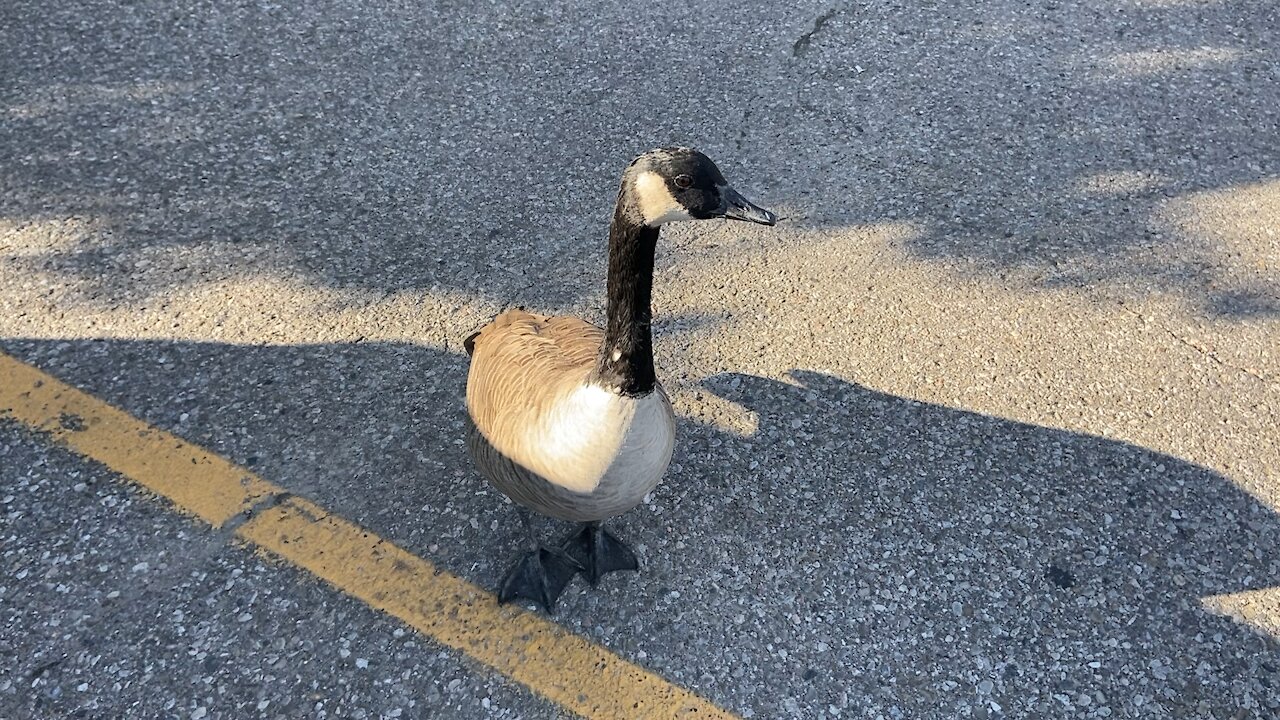 Canada Goose wanted some cookie