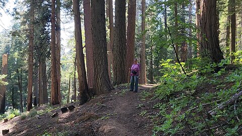 Simchat SAND in the Sequoia Redwood Forrest