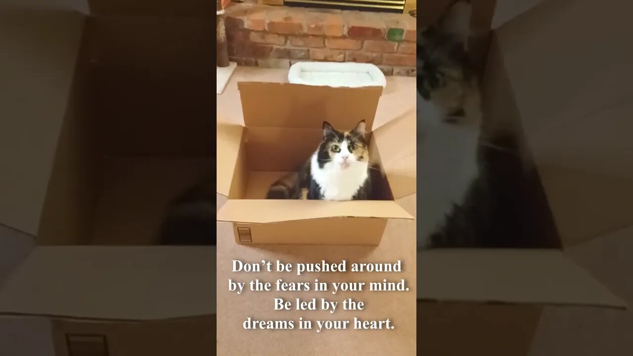 Cat Giving Words of Wisdom