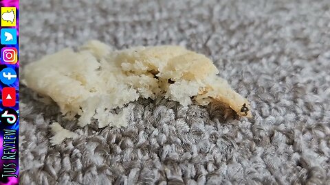 Close Up of Ant Eating