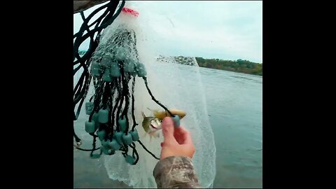 white bass