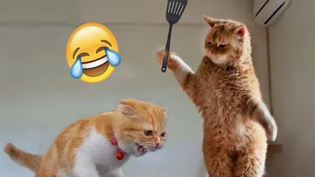 Best Funny Animal Videos of the year (2024)