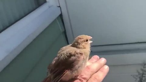 Metro Detroit electrician makes unlikely feathery friend while on assignment