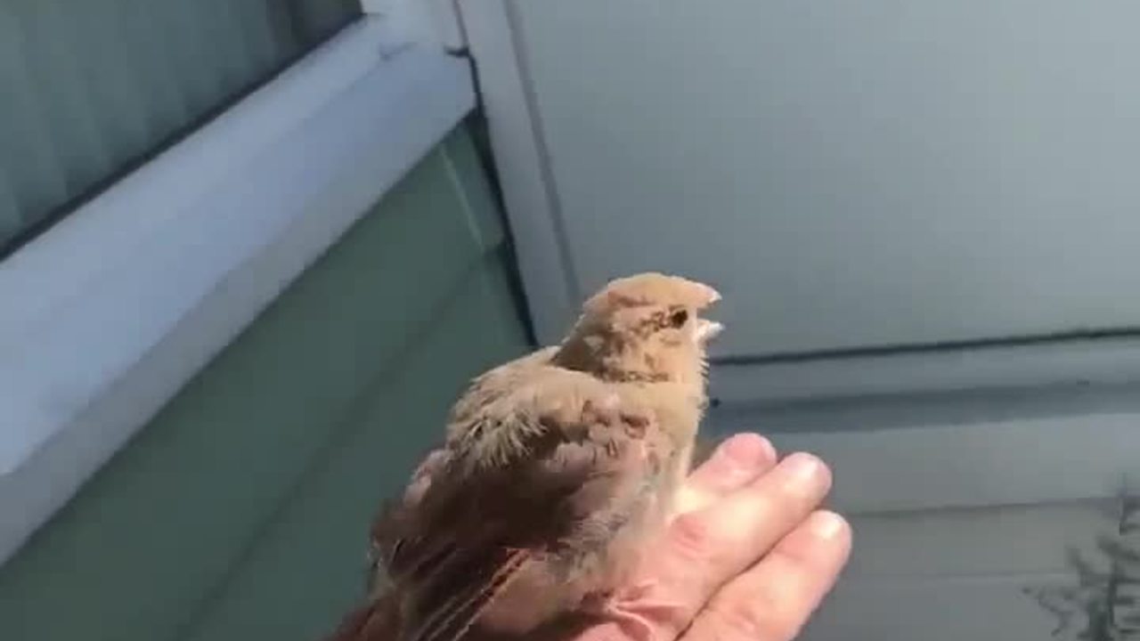 Metro Detroit electrician makes unlikely feathery friend while on assignment