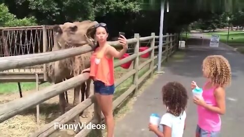 Funny animal response