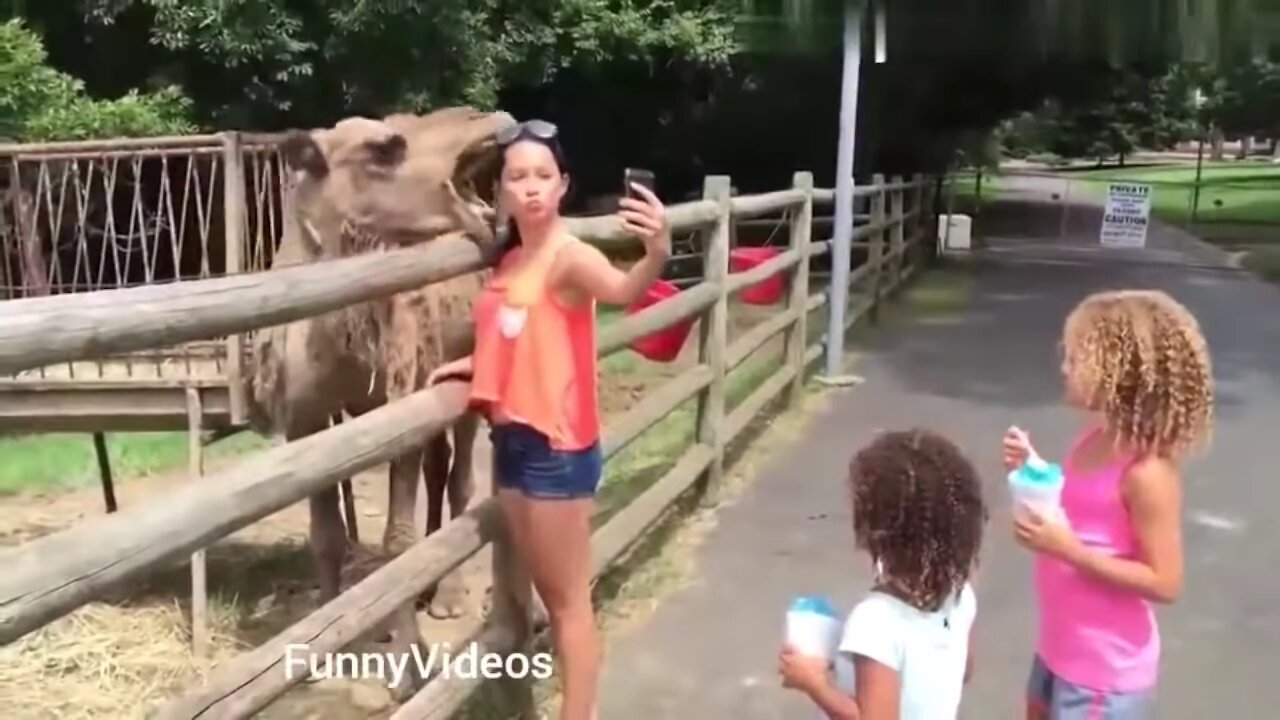 Funny animal response