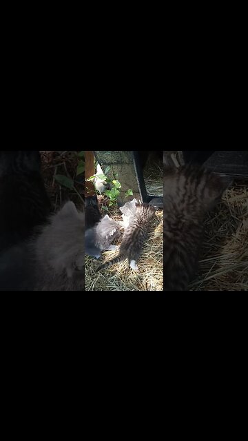 A Kitten Trying to Examine a Flower