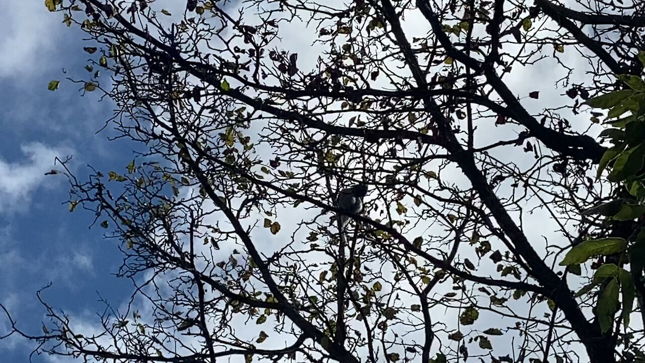 Blue Jay watching