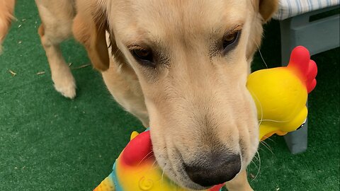 Charlie’s Easter Chicken